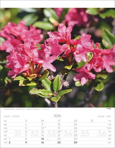 Alpenblumen Kalender 2026