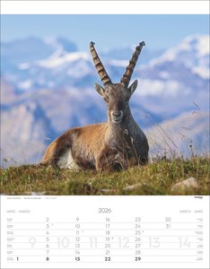 Tiere der Alpen Kalender 2026