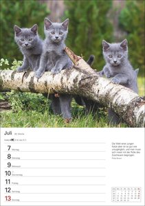 Katzen Wochenplaner 2025 - 53 Blatt mit Zitaten und Wochenchronik