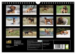 Rhodesian Ridgeback Schönheit aus Afrika (Wandkalender 2024 DIN A4 quer), CALVENDO Monatskalender