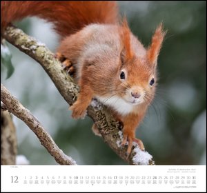 Geliebte Eichhörnchen 2023 - DUMONT Wandkalender - mit den wichtigsten Feiertagen - Format 38,0 x 35,5 cm