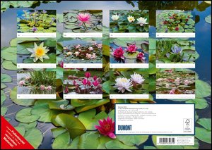 Seerosen 2023 - Bildkalender 42x29,7 cm - Blumenkalender im Querformat - Blumen - Wandplaner - Wandkalender