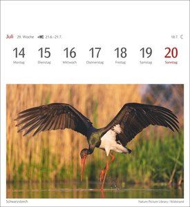 Heimische Vögel Postkartenkalender 2025 - Wochenkalender mit 53 Postkarten