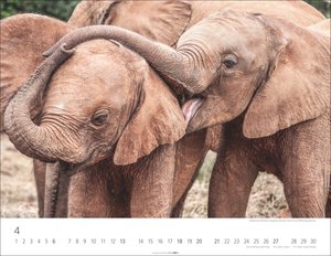 Elefantenbabys Kalender 2025