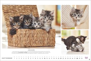 Whiskas Katzenkalender 2025