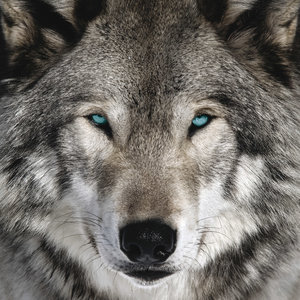 Wolves 2022