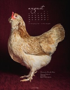 Pretty Chicks 2026