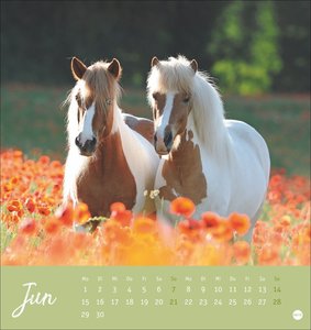 Pferde Postkartenkalender 2026