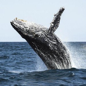 Wale und Delfine 2022