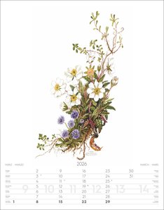 Alpenblumen-Aquarelle Kalender 2026