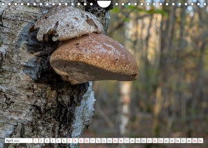 Pilze in den Herbstwäldern (Wandkalender 2023 DIN A4 quer)