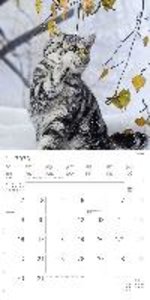 Katzen 2023 - Broschürenkalender 30x30 cm (30x60 geöffnet) - Kalender mit Platz für Notizen - Cats - Bildkalender - Wandplaner - Katzenkalender