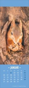 Eichhörnchen Lesezeichen & Kalender 2025