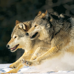 Wolves 2022