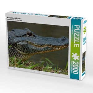CALVENDO Puzzle Missisippi Alligator 2000 Teile Puzzle quer