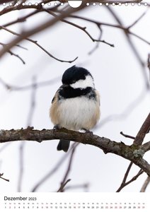 Heimische Vögel in Ihren Gärten (Wandkalender 2023 DIN A4 hoch)
