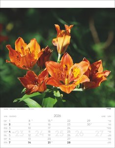 Alpenblumen Kalender 2026