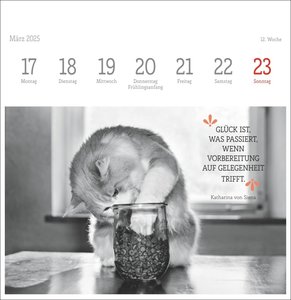 Wegler Katzen Weisheiten Premium-Postkartenkalender 2025