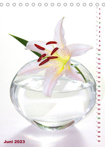Lilien-Eleganz (Tischkalender 2023 DIN A5 hoch)