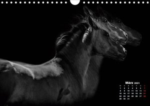 Pferde zwischen Licht und Schatten (Wandkalender 2021 DIN A4 quer)