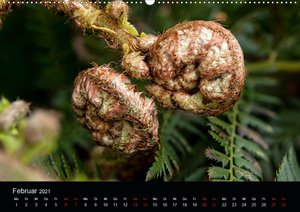 Farne - Filigrane Schönheiten (Wandkalender 2021 DIN A2 quer)