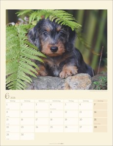 Dackel Kalender 2026