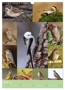 Alles für die Vögel (Wandkalender 2024 DIN A3 hoch), CALVENDO Monatskalender