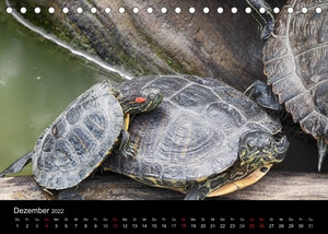 Wasserschildkröten (Tischkalender 2022 DIN A5 quer)