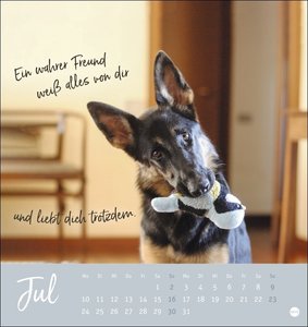 Ziemlich beste Freunde Postkartenkalender 2023. Postkarten-Fotokalender mit Hunden und ihren Lieblingsstofftieren. Kleiner Kalender voll süßer Bilder und lustiger Sprüche.