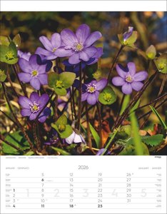 Alpenblumen Kalender 2026