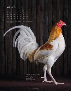 Pretty Chicks 2026