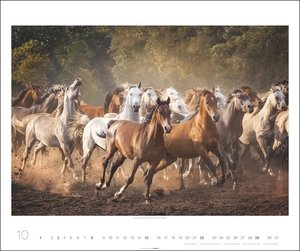 Pferde Kalender 2023. Tierkalender mit Warm- und Kaltblütern im Porträt. Ein großer Wandkalender mit den schönsten Fotos edler Pferde. Posterkalender 2023.