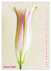 Lilien-Eleganz (Wandkalender 2024 DIN A2 hoch), CALVENDO Monatskalender