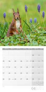 Eichhörnchen Kalender 2023 - 30x30