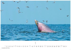 Wale und Delfine 2023 L 35x50cm