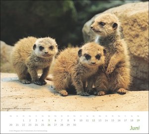 times&more Erdmännchen Bildkalender 2022