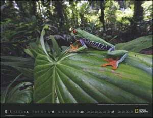 Wildlife Posterkalender National Geographic 2023. Faszinierender großformatiger Kalender mit Tierfotos von weltweiten Expeditionen. Hochwertiger Fotokalender für Naturfreunde.