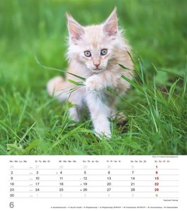 Niedliche Katzenkinder 2025 - Wand-Kalender - Tier-Kalender - 30x34