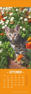 Katzen Lesezeichen & Kalender 2026