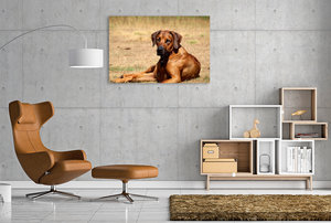 Premium Textil-Leinwand 120 cm x 80 cm quer Ein Motiv aus dem Kalender Ridgebacks - Hunde aus Afrika