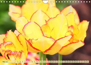 Tulpen. Zauberhafte Blütenpracht (Wandkalender 2023 DIN A4 quer)