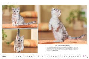 Whiskas Katzenkalender 2026