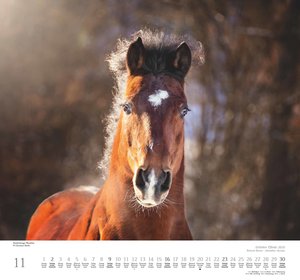 Geliebte Pferde 2025 – DUMONT-Wandkalender – Pferdefotografie von Christiane Slawik Format – 38,0 x 35,5 cm