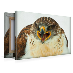 Premium Textil-Leinwand 45 cm x 30 cm quer Koenigsraufussbussard - Buteo regalis