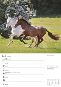 Pferde Wochenplaner 2026 - 53 faszinierende Fotografien