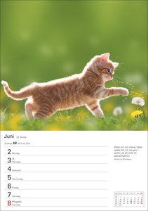 Katzen Wochenplaner 2025 - 53 Blatt mit Zitaten und Wochenchronik