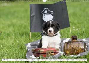 Gehütet wird später - Border Collie Welpen