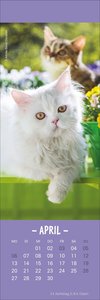Katzen Lesezeichen & Kalender 2026