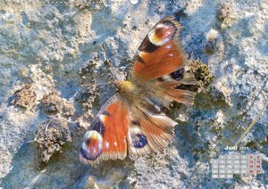 GEOclick Lernkalender: Porträts einheimischer Schmetterlinge (Wandkalender 2021 DIN A2 quer)