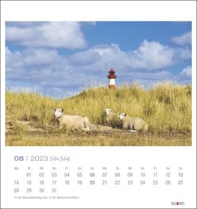 Extra Schaf Postkartenkalender 2023
